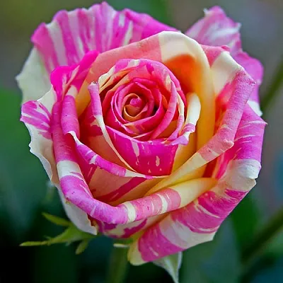 Саженцы роз ФИЕСТА чайно-гибридная  Саженцы роз ФИЕСТА чайно-гибридная в Сургуте