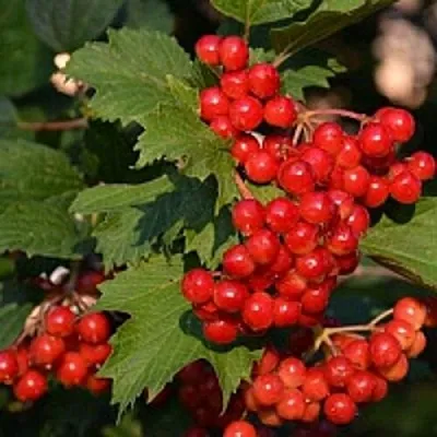 Калина в Сургуте