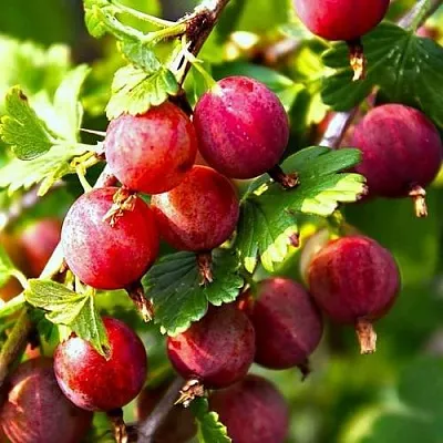 Крыжовник САДКО  Крыжовник САДКО в Сургуте