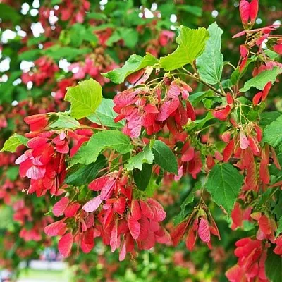 Клен татарский  Клен татарский в Сургуте