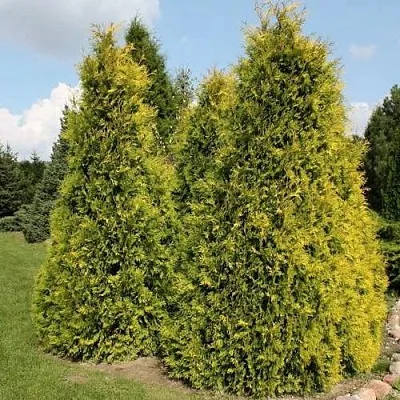 Туя АУРЕОСПИКАТА западная в Сургуте