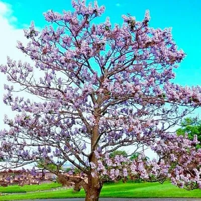 Павловния в Сургуте