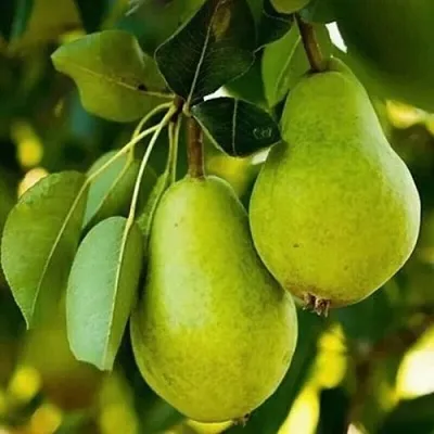 Груша СЕВЕРЯНКА колонновидная в Сургуте