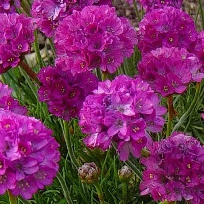 Армерия МОНИНГ СТАР ДИП РОУЗ  Армерия МОНИНГ СТАР ДИП РОУЗ в Сургуте