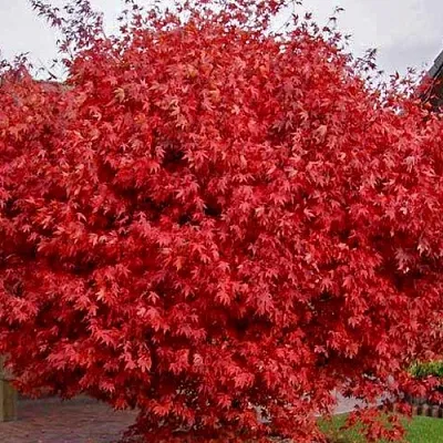 Клен гиннала   Клен гиннала  в Сургуте