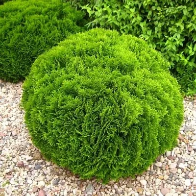 Туя ДАНИКА западная  Туя ДАНИКА западная в Сургуте