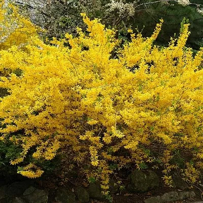 Форзиция ГОЛДЗАУБЕР средняя в Сургуте