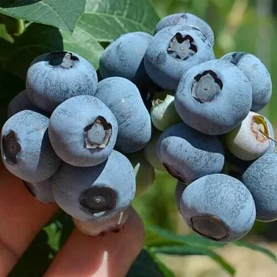 Голубика НЕЛЬСОН  Голубика НЕЛЬСОН в Сургуте