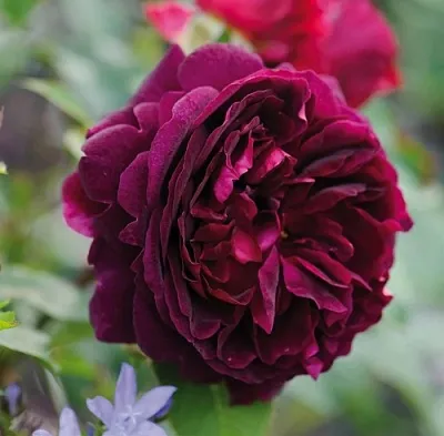 Саженцы роз МАНСТЕД ВУД английская  Саженцы роз МАНСТЕД ВУД английская в Сургуте