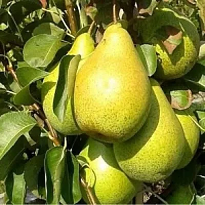 Груша ПАТЕН (ГЛУБОКСКАЯ)  Груша ПАТЕН (ГЛУБОКСКАЯ) в Сургуте