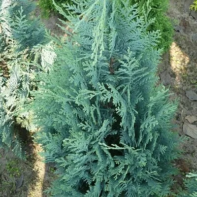 Кипарисовик КОЛУМНАРИС лавсона  Кипарисовик КОЛУМНАРИС лавсона в Сургуте