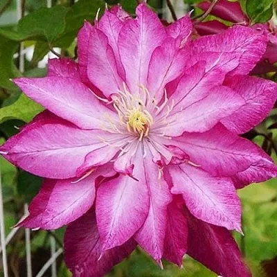 Клематис КАЕН  Клематис КАЕН в Сургуте