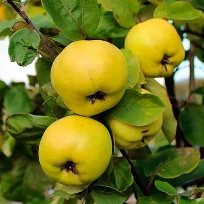 Айва ЯБЛОКОВИДНАЯ  Айва ЯБЛОКОВИДНАЯ в Сургуте