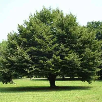 Бук обыкновенный  Бук обыкновенный в Сургуте