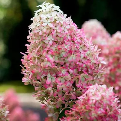 Гортензия РОЯЛ ФЛОВЕР метельчатая  Гортензия РОЯЛ ФЛОВЕР метельчатая в Сургуте