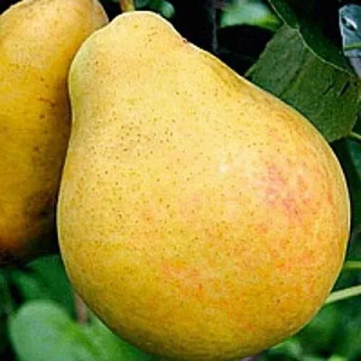 Груша САХАРНАЯ  Груша САХАРНАЯ в Сургуте