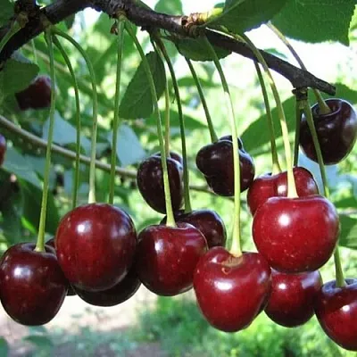 Вишня БЫСТРИНКА  Вишня БЫСТРИНКА в Сургуте