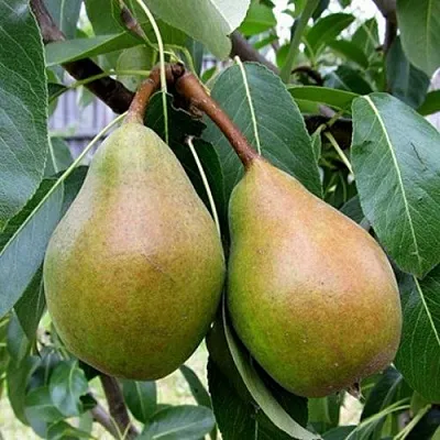 Груша ЯБЛУНИВСКАЯ  Груша ЯБЛУНИВСКАЯ в Сургуте