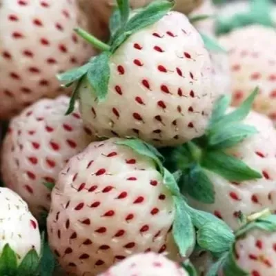 Клубника АНАНАСА ремонтантная в Сургуте