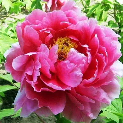 Пион ВОСХОД СОЛНЦА древовидный  Пион ВОСХОД СОЛНЦА древовидный в Сургуте