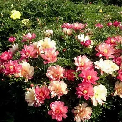 Пион ДЖУЛИЯ РОУЗ ито-гибрид  Пион ДЖУЛИЯ РОУЗ ито-гибрид в Сургуте