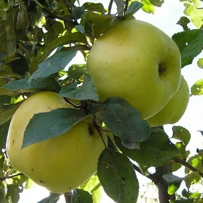 Яблоня Антоновка Обыкновенная в Сургуте