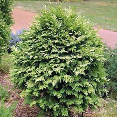 Туя ВАРЕАНА ЛЮТЕСЦЕНС западная  Туя ВАРЕАНА ЛЮТЕСЦЕНС западная в Сургуте