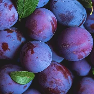 Слива в Сургуте