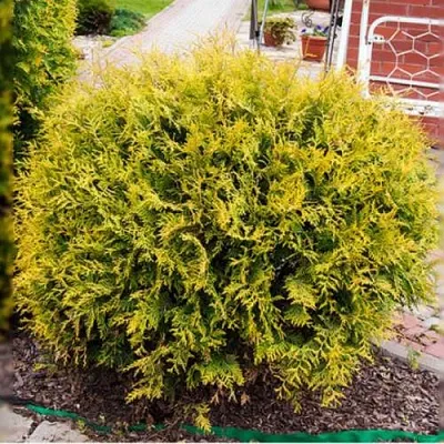 Туя КОЛЛЕРС ГОЛД складчатая  Туя КОЛЛЕРС ГОЛД складчатая в Сургуте