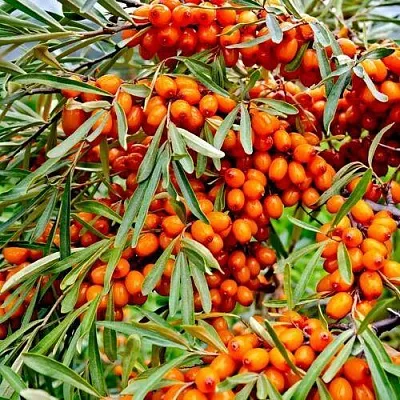 Облепиха ДЖЕМОВАЯ в Сургуте