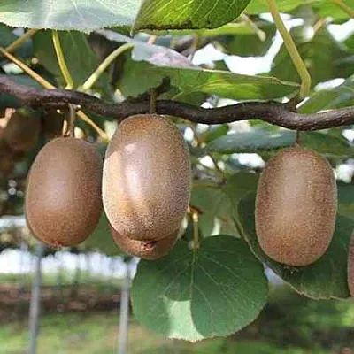 Актинидия ЗАКАРПАТЬЕ деликатесная в Сургуте