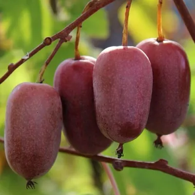 Актинидия ПУРПУРНО САДОВАЯ  аргута в Сургуте