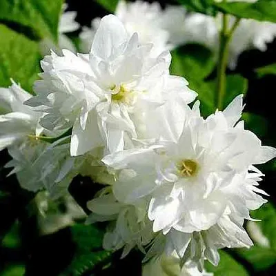 Жасмин ДАМ БЛАНШ  Жасмин ДАМ БЛАНШ в Сургуте