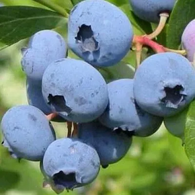 Голубика ДАРРОУ  Голубика ДАРРОУ в Сургуте