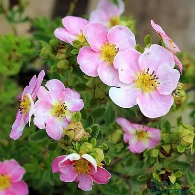 Лапчатка НЬЮ ДАУН кустарниковая  Лапчатка НЬЮ ДАУН кустарниковая в Сургуте