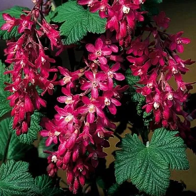 Смородина кроваво-красная в Сургуте