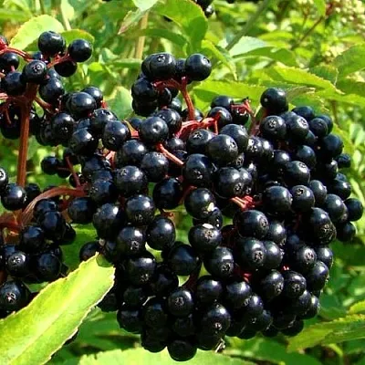 Бузина в Сургуте