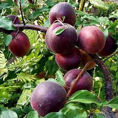 Шарафуга БЕЛЛА РОЯЛЬ в Сургуте