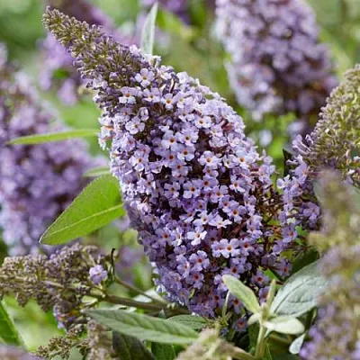 Буддлея давида БАТТЕРФЛЯЙ КАНДИ ЛИЛА СВИТХАРТ  Буддлея давида БАТТЕРФЛЯЙ КАНДИ ЛИЛА СВИТХАРТ в Сургуте