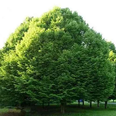 Граб японский  Граб японский в Сургуте