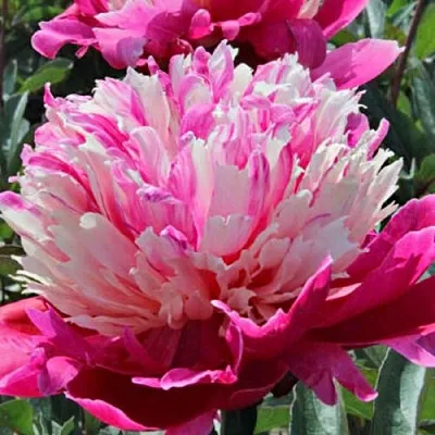 Пион ДЕЙДРИМ травянистый  Пион ДЕЙДРИМ травянистый в Сургуте