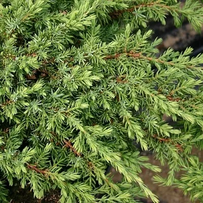 Можжевельник в Сургуте