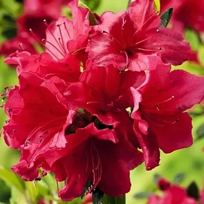 Азалия АРАБЕСК японская  Азалия АРАБЕСК японская в Сургуте