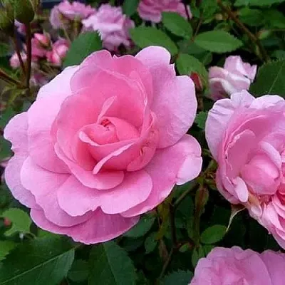 Саженцы роз ДЖОН ДЭВИС плетистая  Саженцы роз ДЖОН ДЭВИС плетистая в Сургуте