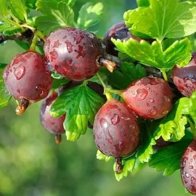 Крыжовник СЕРЕНАДА  Крыжовник СЕРЕНАДА в Сургуте