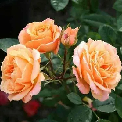 Саженцы роз КЛЕМЕНТИНА миниатюрная  Саженцы роз КЛЕМЕНТИНА миниатюрная в Сургуте