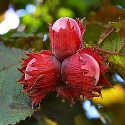 Фундук КРАСНЫЙ ЯНТАРЬ в Сургуте