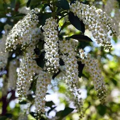 Черемуха виргинская ШУБЕРТ  Черемуха виргинская ШУБЕРТ в Сургуте