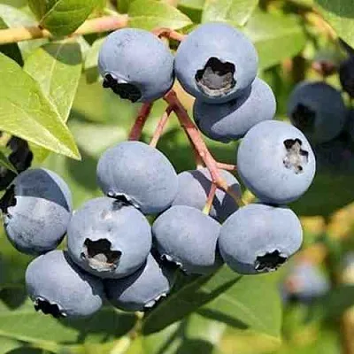 Голубика КРОЭТЭН  Голубика КРОЭТЭН в Сургуте