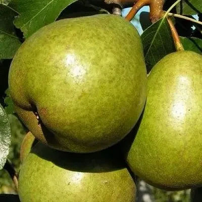 Груша ЯСАЧКА  Груша ЯСАЧКА в Сургуте